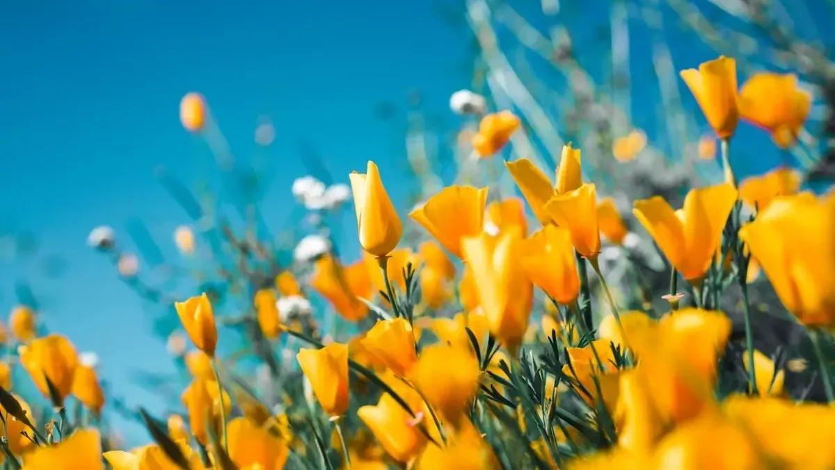 Bloemen in het veld