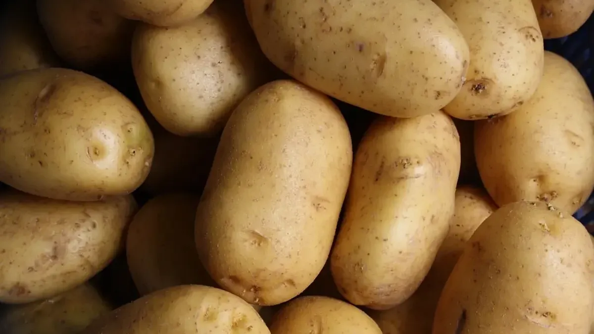 Verse aardappelen met aarde er nog aan