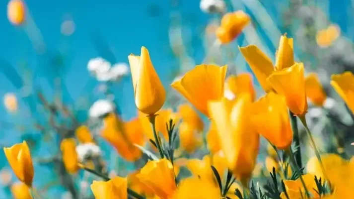 Tuinbedrijf De Zonnebloem