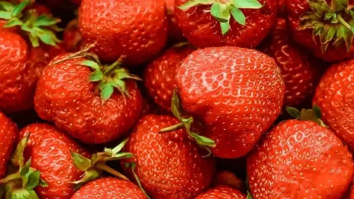 Het Fruitbedrijf Oranjehof