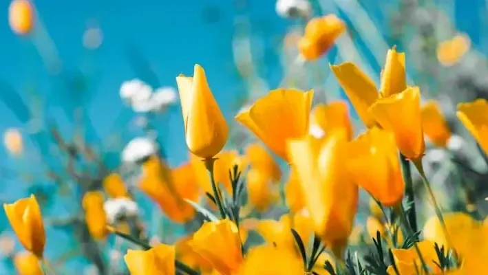 Rozenkwekerij Bloemendaal