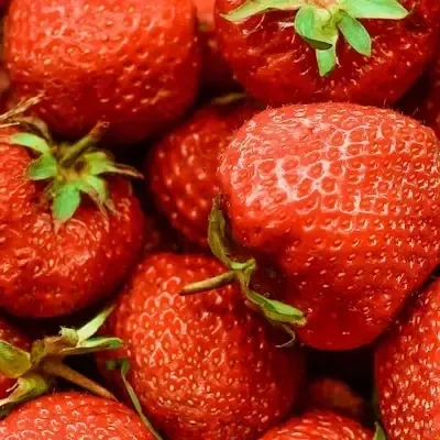 Het Fruitbedrijf Oranjehof
