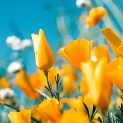 Rozenkwekerij Bloemendaal