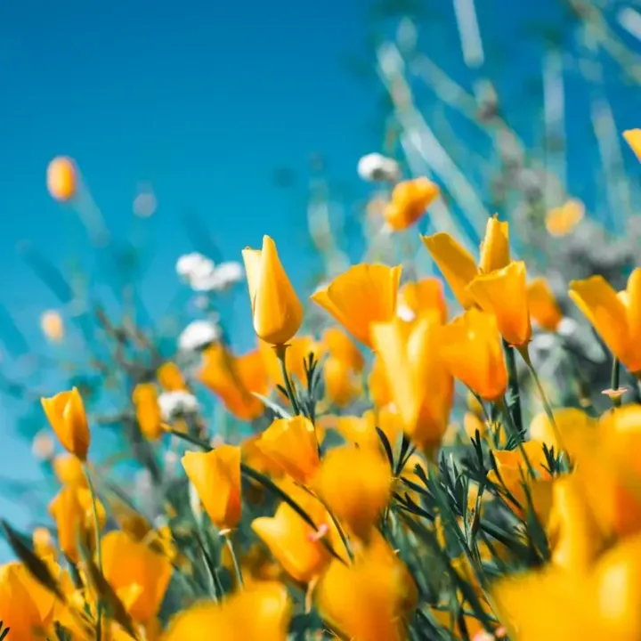 Bloemen in het veld