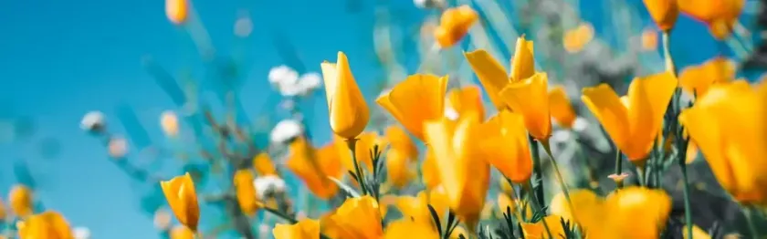 Tuinbedrijf De Zonnebloem