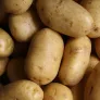 Verse aardappelen met aarde er nog aan
