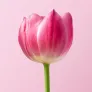 Een tulp van dichtbij